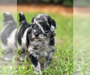 Goldendoodle (Miniature) Puppy for sale in BROOKSVILLE, FL, USA