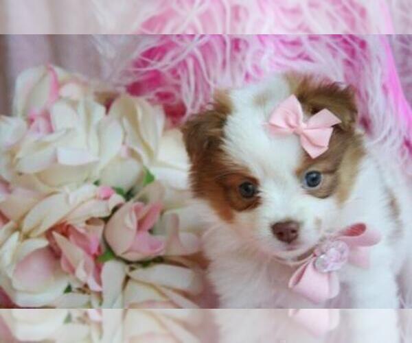 Medium Photo #2 Pomeranian Puppy For Sale in HOMESTEAD, FL, USA