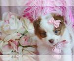Hand delivery - Female Pomeranian Puppy for Sale - Photo #2