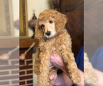 Small Photo #15 Poodle (Standard) Puppy For Sale in IRONTON, OH, USA