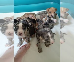American Bully Puppy for sale in CLEARFIELD, PA, USA