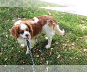 Father of the Cavalier King Charles Spaniel puppies born on 09/16/2021