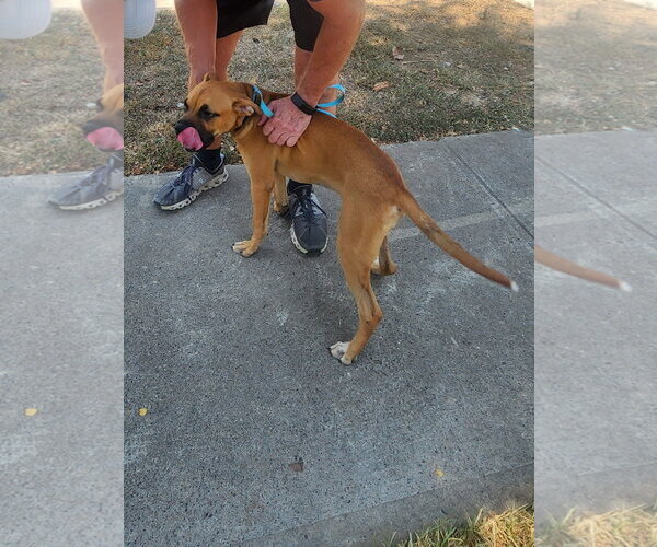 Medium Photo #4 Boxer Puppy For Sale in Dallas, TX, USA
