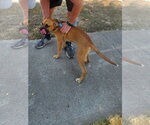 Small #3 Boxer