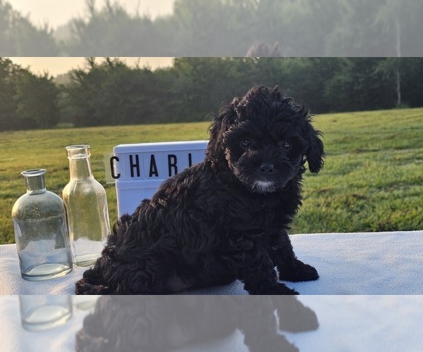 Medium Photo #2 Aussiedoodle Miniature  Puppy For Sale in COLLEGE STA, TX, USA