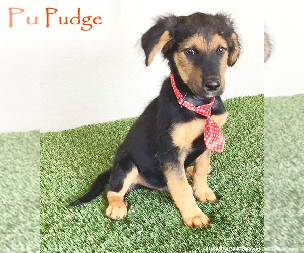 Medium Photo #1 Australian Shepherd-German Shepherd Dog Mix Puppy For Sale in San Diego, CA, USA