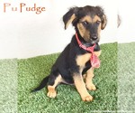 Small Australian Shepherd-German Shepherd Dog Mix