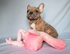 Small Photo #13 French Bulldog Puppy For Sale in ADRIAN, MI, USA