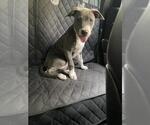 Small American Staffordshire Terrier Mix