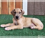 Small Photo #7 Great Dane Puppy For Sale in O NEALS, CA, USA