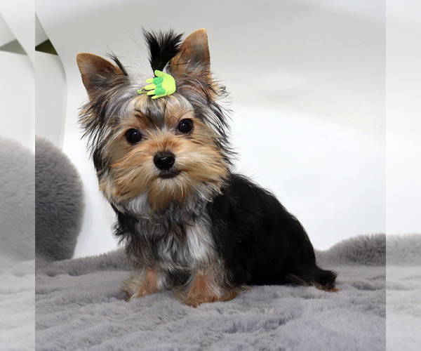 Medium Photo #2 Yorkshire Terrier Puppy For Sale in LOS ANGELES, CA, USA