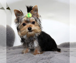 Small #1 Yorkshire Terrier