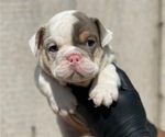 Small Photo #6 English Bulldog Puppy For Sale in MINNEAPOLIS, MN, USA