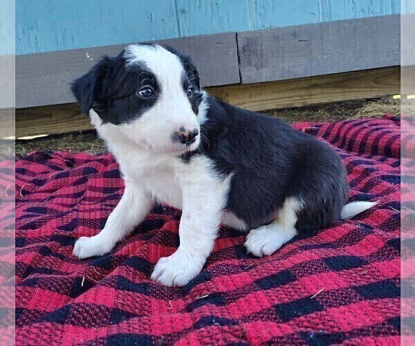Medium Photo #14 Border Collie Puppy For Sale in NORBORNE, MO, USA