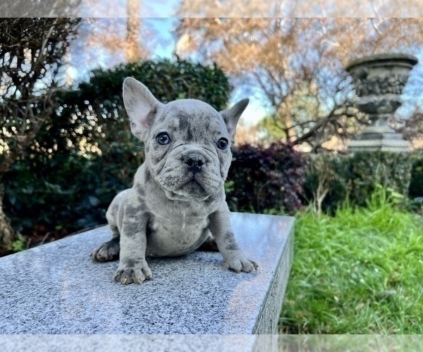 Medium Photo #217 French Bulldog Puppy For Sale in HAYWARD, CA, USA
