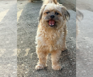 Shih Tzu-Unknown Mix Dogs for adoption in Cranston, RI, USA