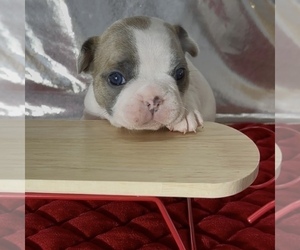 Medium French Bulldog