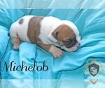 Small Photo #35 Olde English Bulldogge Puppy For Sale in WRIGHT CITY, MO, USA