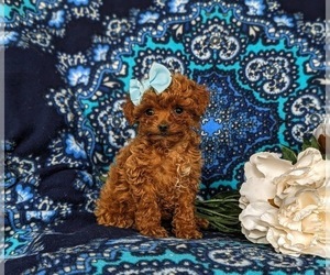 Poodle (Toy) Puppy for sale in PARADISE, PA, USA