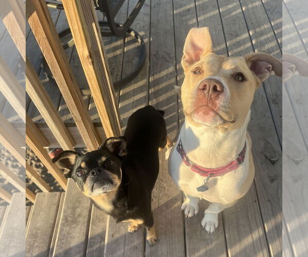 Medium Photo #46 American Pit Bull Terrier-Unknown Mix Puppy For Sale in Fargo, ND, USA
