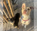Small #45 American Pit Bull Terrier Mix