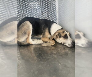 Mutt Dogs for adoption in Bakersfield, CA, USA