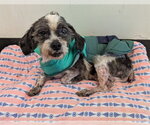 Small Shih Tzu Mix
