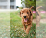 Small Photo #3 Goldendoodle Puppy For Sale in WESTMINSTER, MD, USA