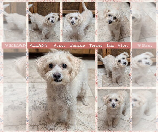 Medium Photo #1 Mutt Puppy For Sale in Mesa, AZ, USA
