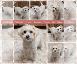 VEEANY - Female Mutt Dog for Adoption - Small photo