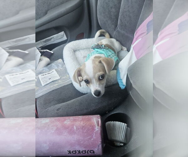 Medium Photo #3 Chihuahua Puppy For Sale in San Bernardino, CA, USA