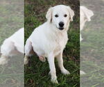 Small #5 Great Pyrenees