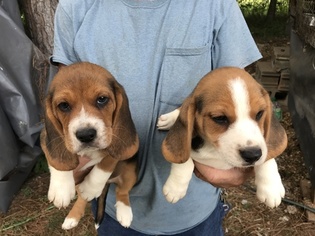 Beagle Harrier Puppy for sale in GREAT FALLS, SC, USA