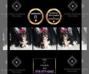 Cavapoo Puppy for sale in WARSAW, IN, USA