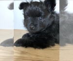 Small Photo #12 Pomeranian Puppy For Sale in GOSHEN, NY, USA