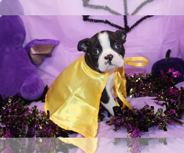 Medium Photo #2 Boston Terrier Puppy For Sale in BROOKSVILLE, FL, USA