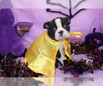 Zellah - Female Boston Terrier Puppy for Sale - Photo #2