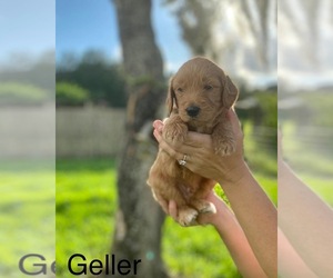 Goldendoodle Puppy for sale in BRADENTON, FL, USA