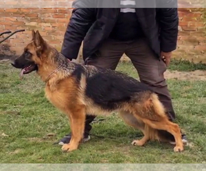 German Shepherd Dog Puppy for sale in S WILLINGTON, CT, USA