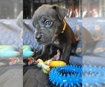 Small #6 Cane Corso