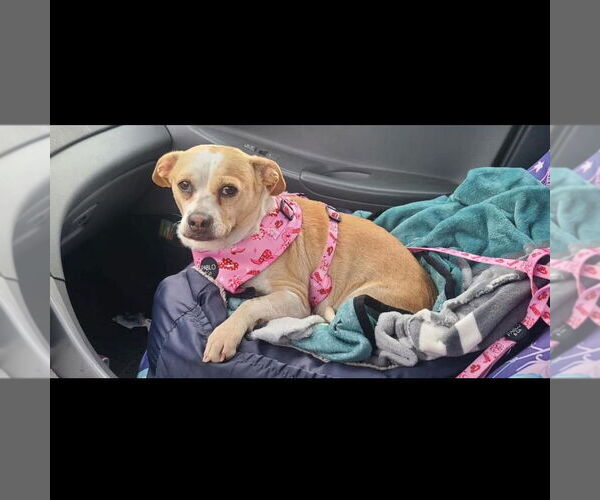 Medium Photo #5 Chihuahua-Unknown Mix Puppy For Sale in Hayward, CA, USA