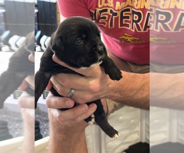 Medium Photo #53 Cane Corso Puppy For Sale in REEVESVILLE, SC, USA