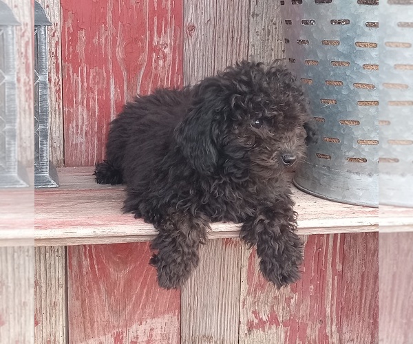 Medium Photo #3 Poodle (Toy) Puppy For Sale in MILFORD, IN, USA