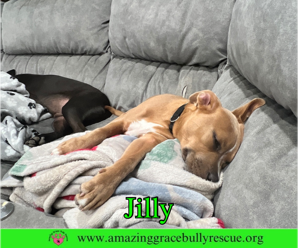 Medium Photo #22 American Pit Bull Terrier-Unknown Mix Puppy For Sale in Milton, FL, USA