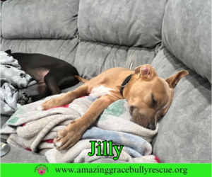Jilly - Female American Pit Bull Terrier-Unknown Mix Dog for Adoption - Photo #22