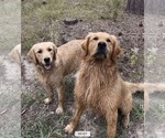 Small #4 Golden Retriever