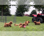 Small #6 Goldendoodle (Miniature)