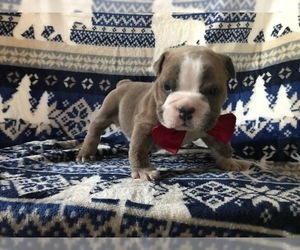 English Bulldog Puppy for sale in HONEY BROOK, PA, USA