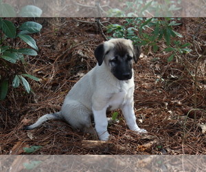 Anatolian Shepherd Puppy for Sale in HAZLEHURST, Georgia USA
