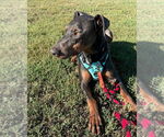 Small #1 Doberman Pinscher